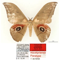 /filer/webapps/moths/media/images/E/equatoriensis_Lobobunaea_PT_RBINSa.jpg