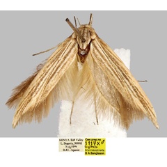 /filer/webapps/moths/media/images/B/brunneostriella_Scythris_HT_BMNH_MY3mfx2.jpg