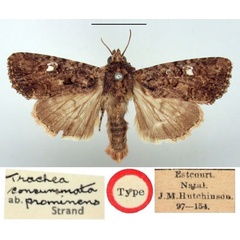 /filer/webapps/moths/media/images/P/prominens_Trachea_HT_BMNH.jpg