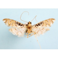 /filer/webapps/moths/media/images/R/rhodoneurialis_Furcivena_AM_CMNH_01b_Sjms9Xf.jpg