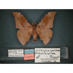 /filer/webapps/moths/media/images/B/bimaculatum_Orthogonioptilum_HT_RMCA_01.jpg
