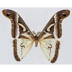 /filer/webapps/moths/media/images/A/albidus_Epiphora_AM_Basquin_02.jpg
