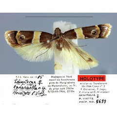 /filer/webapps/moths/media/images/T/tananaella_Idiopteryx_HT_MNHN.jpg