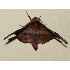 /filer/webapps/moths/media/images/S/specularia_Dioptrochasma_A_Goff_03.jpg