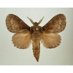 /filer/webapps/moths/media/images/F/fusca_Stoermeriana_AM_Kingston.jpg