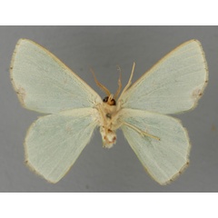 /filer/webapps/moths/media/images/M/mutanda_Lophorrhachia_HT_ZSM_02.jpg