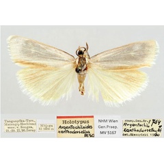 /filer/webapps/moths/media/images/X/xanthodorsellus_Argentochiloides_HT_NHMW.jpg