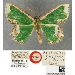 /filer/webapps/moths/media/images/E/engenes_Archichlora_HT_BMNH.jpg