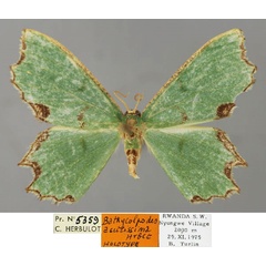 /filer/webapps/moths/media/images/A/acutissima_Bathycolpodes_HT_ZSM_01.jpg