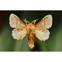 /filer/webapps/moths/media/images/G/gemmata_Eucraera_A_Butler.jpg