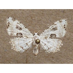 /filer/webapps/moths/media/images/T/triumbrata_Leucoplema_A_Butler.jpg