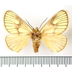 /filer/webapps/moths/media/images/P/polana_Cosuma_AF_BMNH.jpg