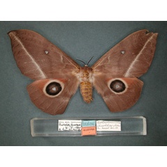 /filer/webapps/moths/media/images/D/dallastai_Lobobunaea_AT_RMCA_01.jpg