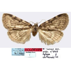 /filer/webapps/moths/media/images/W/wolloensis_Aglossa_HT_MNHN.jpg