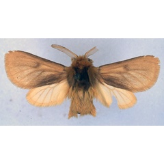 /filer/webapps/moths/media/images/N/negusi_Metarctia_HT_BMNH_01.jpg