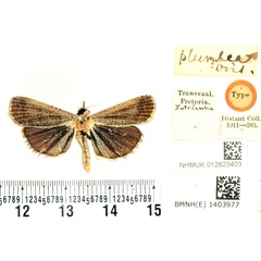 /filer/webapps/moths/media/images/P/plumbea_Toxocampa_HT_BMNH.jpg