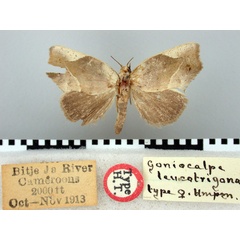 /filer/webapps/moths/media/images/L/leucotrigona_Goniocalpe_HT_BMNH.jpg