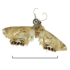 /filer/webapps/moths/media/images/P/pentopalis_Eoophyla_LT_BMNH.jpg