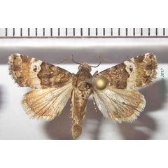 /filer/webapps/moths/media/images/M/matercula_Eustrotia_AM_Bippus_01.jpg