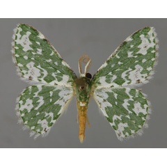 /filer/webapps/moths/media/images/V/viridalbata_Rhodesia_A_ZSM_01.jpg