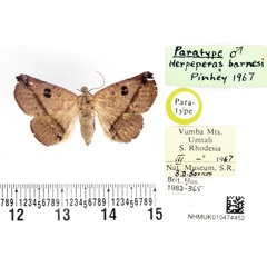 /filer/webapps/moths/media/images/B/barnesi_Herpeperas_PTM_BMNH.jpg