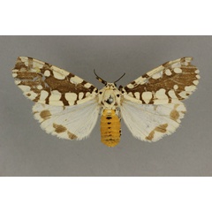 /filer/webapps/moths/media/images/M/marginalis_Afrowatsonius_HT_BMNH.jpg