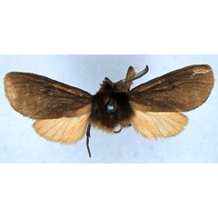 /filer/webapps/moths/media/images/J/jansei_Metarctia_PT_BMNH_01.jpg