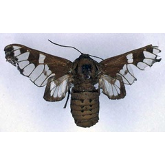 /filer/webapps/moths/media/images/V/vitreata_Balacra_HT_BMNH_01.jpg