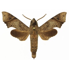 /filer/webapps/moths/media/images/C/crenulata_Temnora_AM_Basquina.jpg