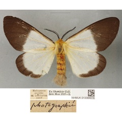 /filer/webapps/moths/media/images/A/anisobeana_Coenostegia_PLTF_BMNH_02.jpg