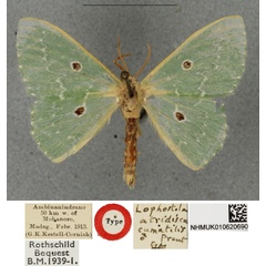/filer/webapps/moths/media/images/C/cumatilis_Lophostola_HT_BMNH.jpg