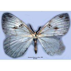 /filer/webapps/moths/media/images/A/albida_Camerunia_HT_SNHM_01.jpg