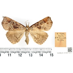 /filer/webapps/moths/media/images/R/rufipicta_Drepanopses_STF_BMNH.jpg