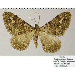 /filer/webapps/moths/media/images/U/undulosata_Mimoclystia_AM_ZSMa.jpg