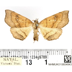 /filer/webapps/moths/media/images/A/atava_Disticta_AF_BMNH.jpg