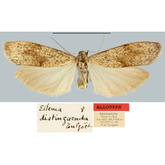 /filer/webapps/moths/media/images/D/distinguenda_Eilema_AT_MNHN.jpg