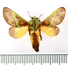 /filer/webapps/moths/media/images/C/capillatus_Stroter_AM_BMNH_01.jpg
