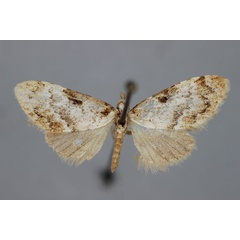 /filer/webapps/moths/media/images/V/venustula_Meganola_A_BMNH.jpg