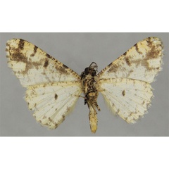 /filer/webapps/moths/media/images/D/dribraria_Ectropis_AM_ZSMb.jpg