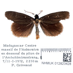 /filer/webapps/moths/media/images/N/nigra_Tathorhynchus_AM_BMNH_02.jpg