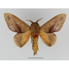 /filer/webapps/moths/media/images/M/mesoleuca_Pallastica_AM_Basquin_02.jpg
