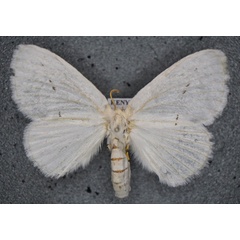 /filer/webapps/moths/media/images/M/montana_Chionopsyche_AF_Stroehle.jpg
