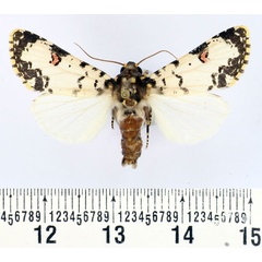 /filer/webapps/moths/media/images/C/cliens_Polytela_AM_BMNH_02.jpg