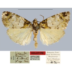 /filer/webapps/moths/media/images/A/albicata_Lithacodia_HT_MNHN.jpg