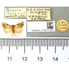 /filer/webapps/moths/media/images/I/incisa_Paryphanta_PT_BMNH.jpg