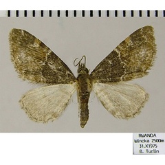 /filer/webapps/moths/media/images/T/tutsiana_Eupithecia_AF_ZSM.jpg