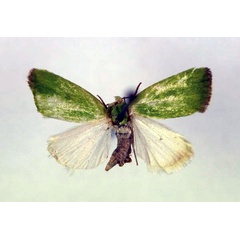 /filer/webapps/moths/media/images/A/ansorgei_Earias_A_RMCA.jpg