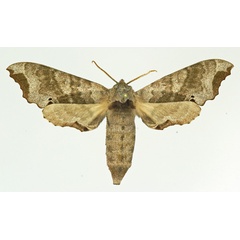 /filer/webapps/moths/media/images/C/crenata_Likoma_AF_Basquin.jpg