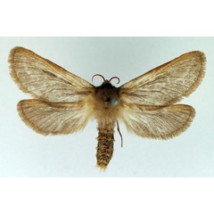 /filer/webapps/moths/media/images/E/exul_Eudalaca_AF_TMSA.jpg