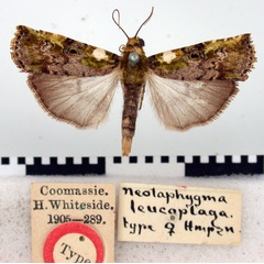 /filer/webapps/moths/media/images/L/leucoplaga_Neolaphygma_HT_BMNH.jpg